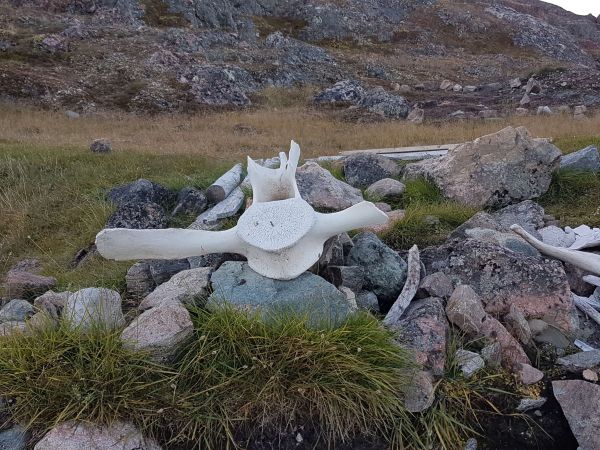 A whale bone found in Qaummaarviit Territorial Park