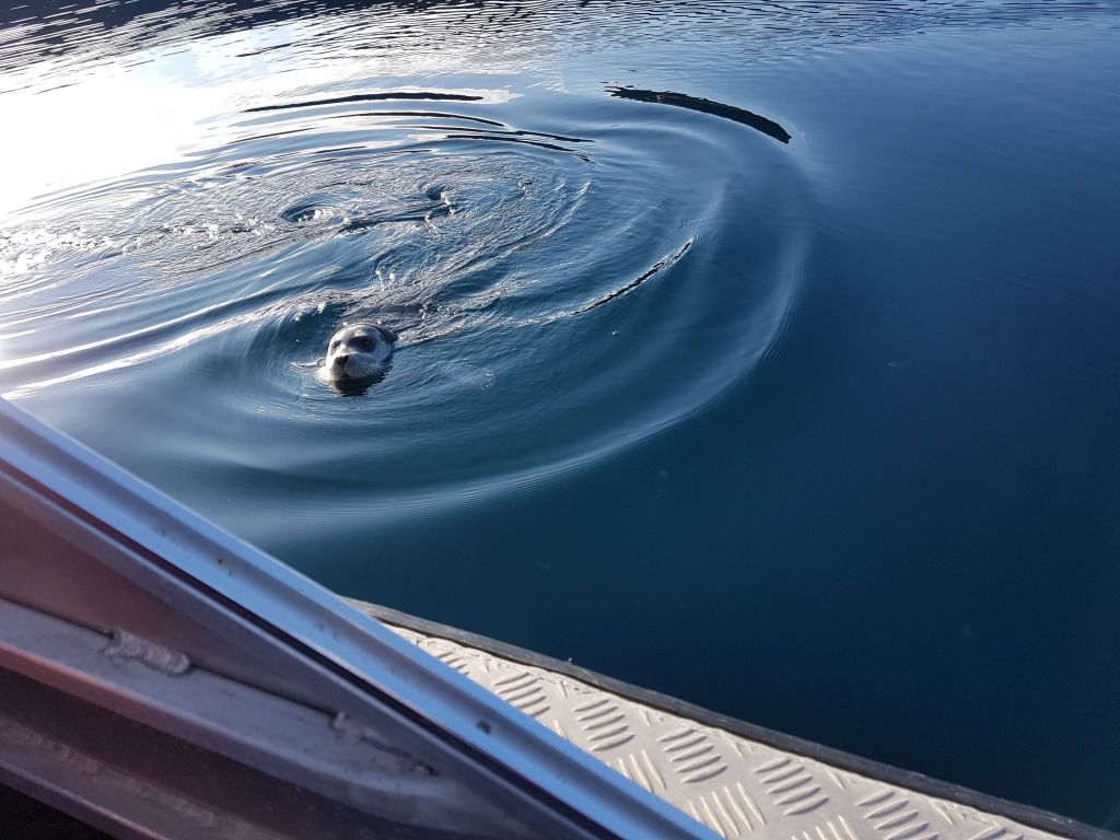 A curious seal in Ward Inlet